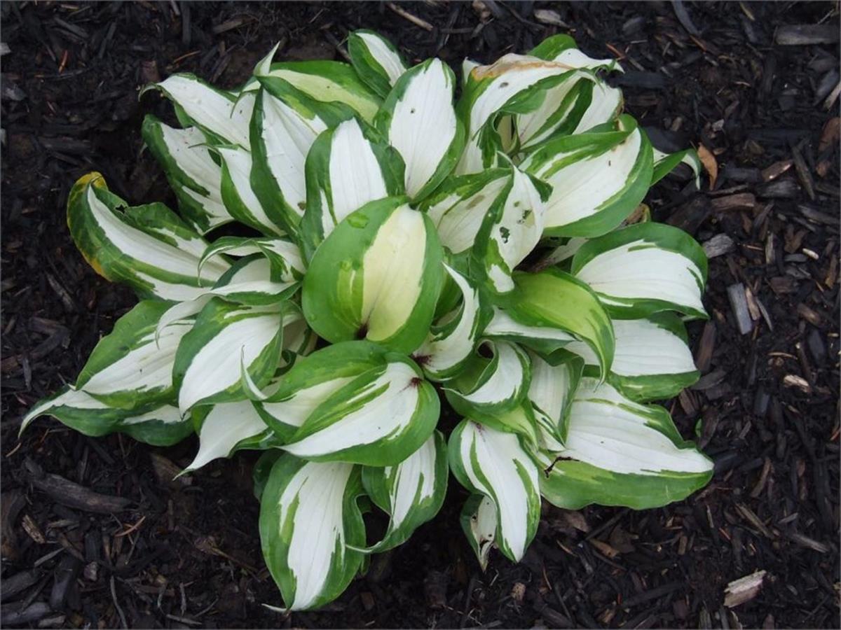 Hosta raspberry Sundae Ağustos Zambağı fidesi