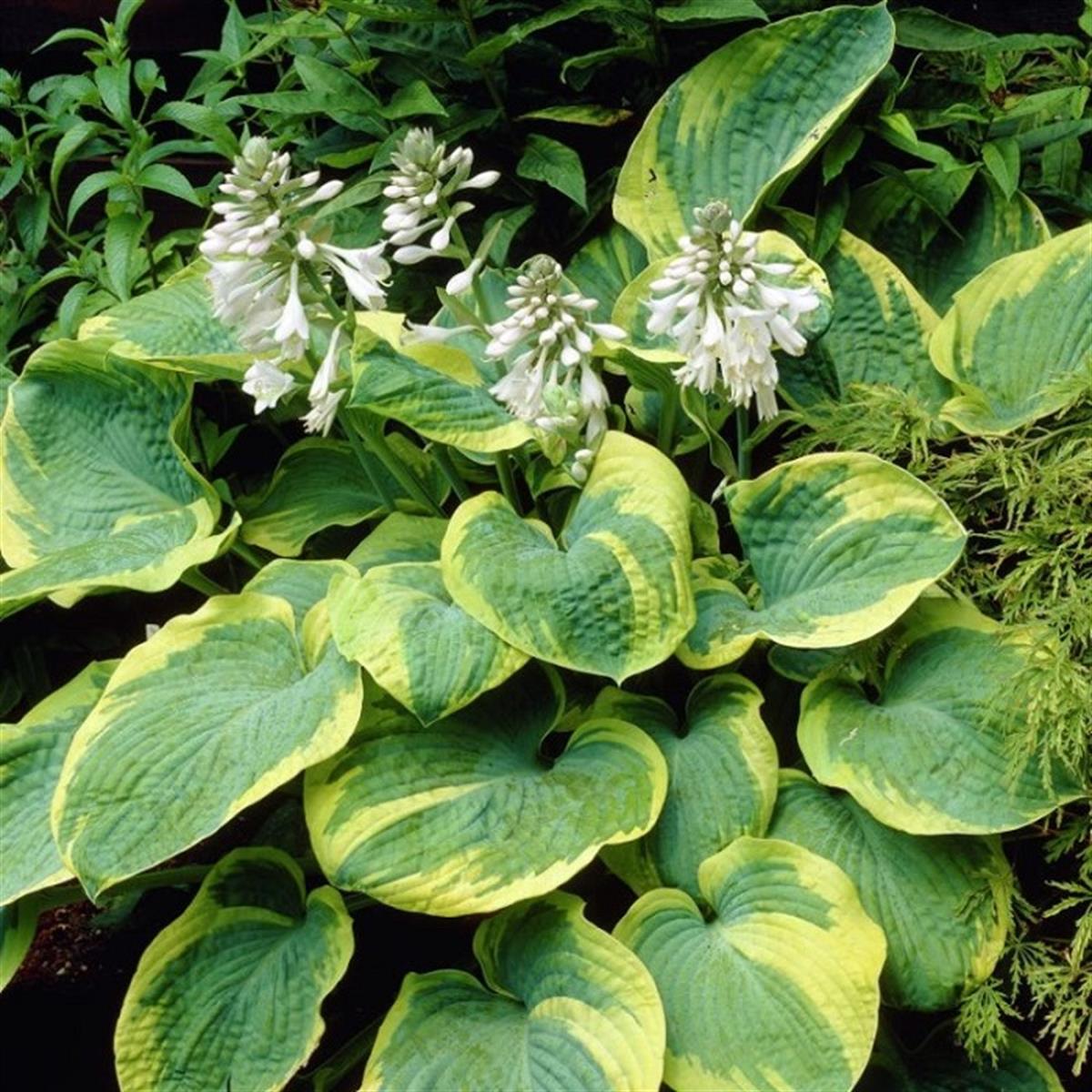 Hosta sieb. Frances Williams Ağustos Zambağı fidesi