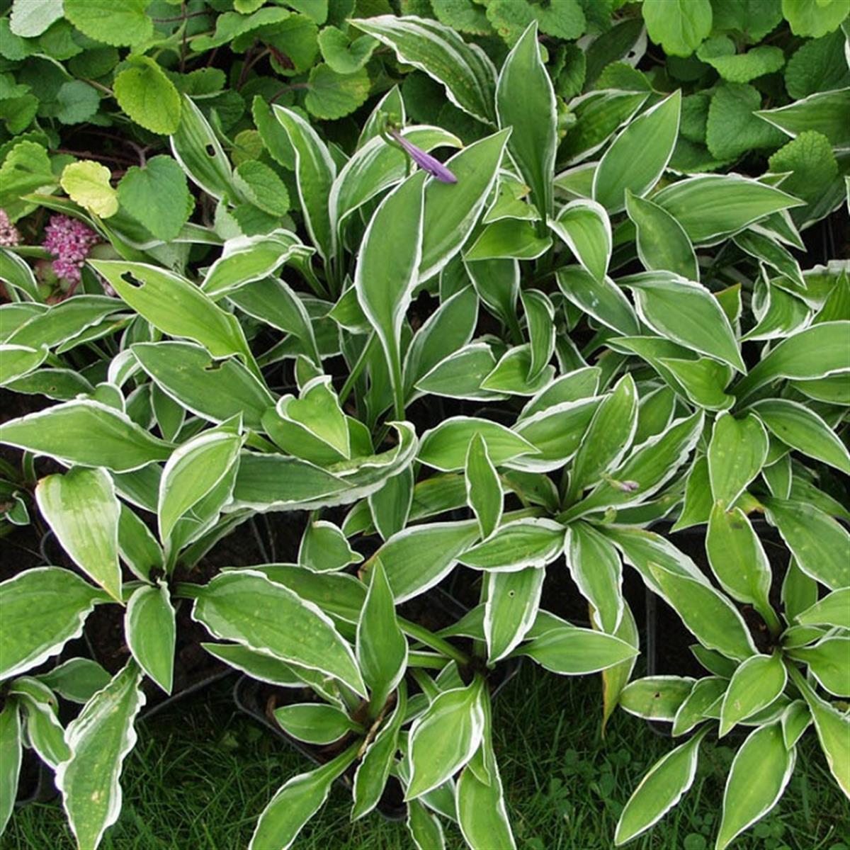 Hosta sieboldii Ginko Craig Ağustos Zambağı fidesi