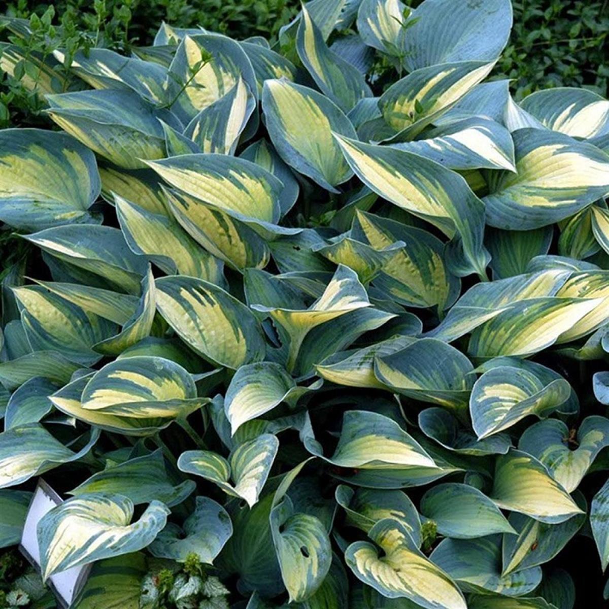 Hosta tardiana June Ağustos Zambağı fidesi
