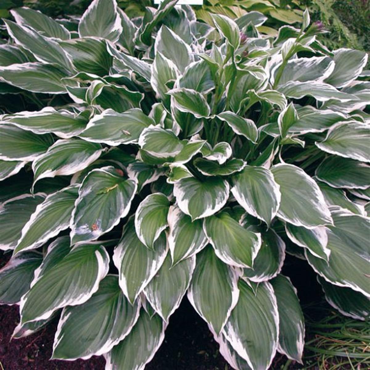 Hosta Undulata Albomarginata Ağustos Zambağı fidesi