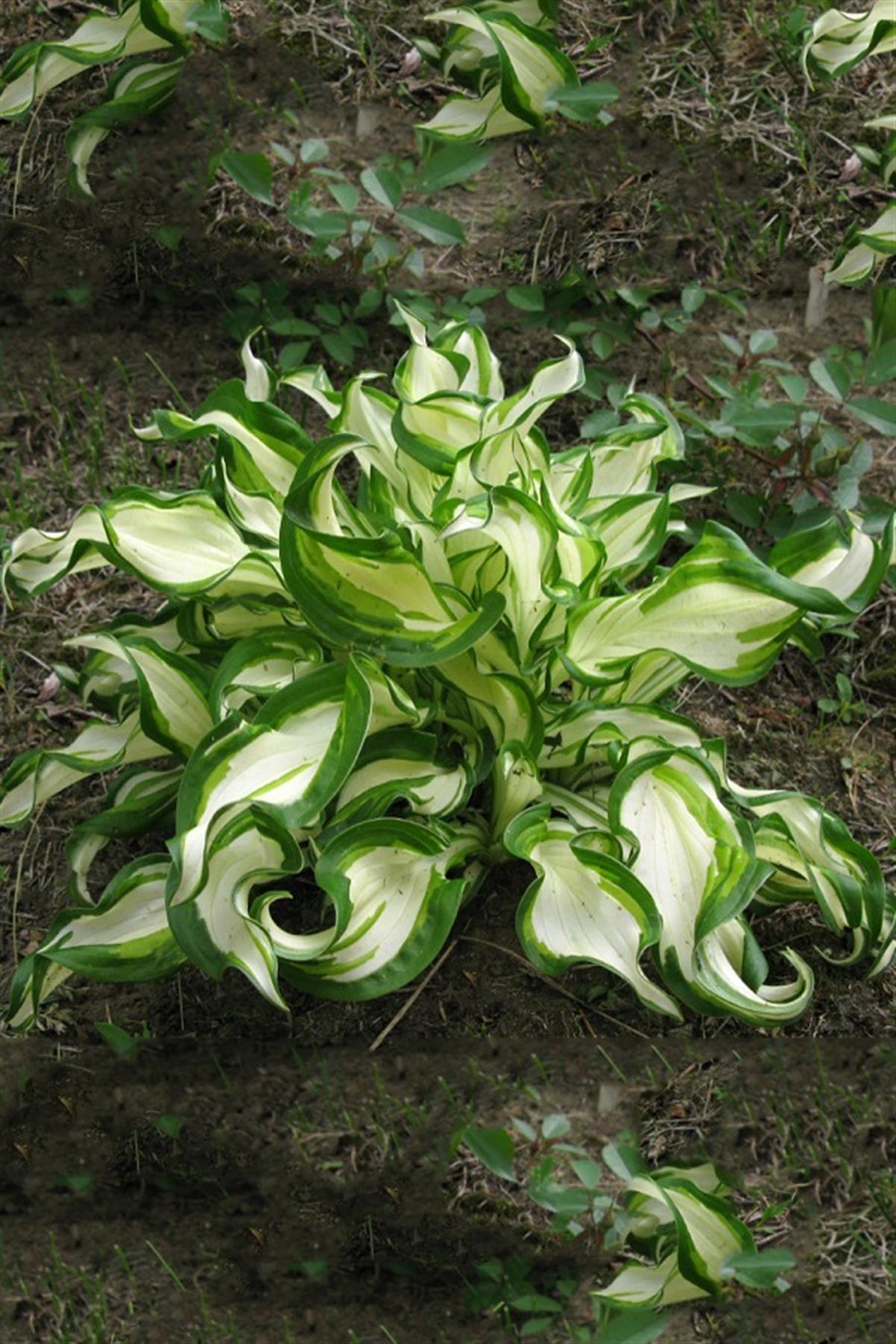 Hosta Undulata Mediovariegata Ağustos Zambağı fidesi