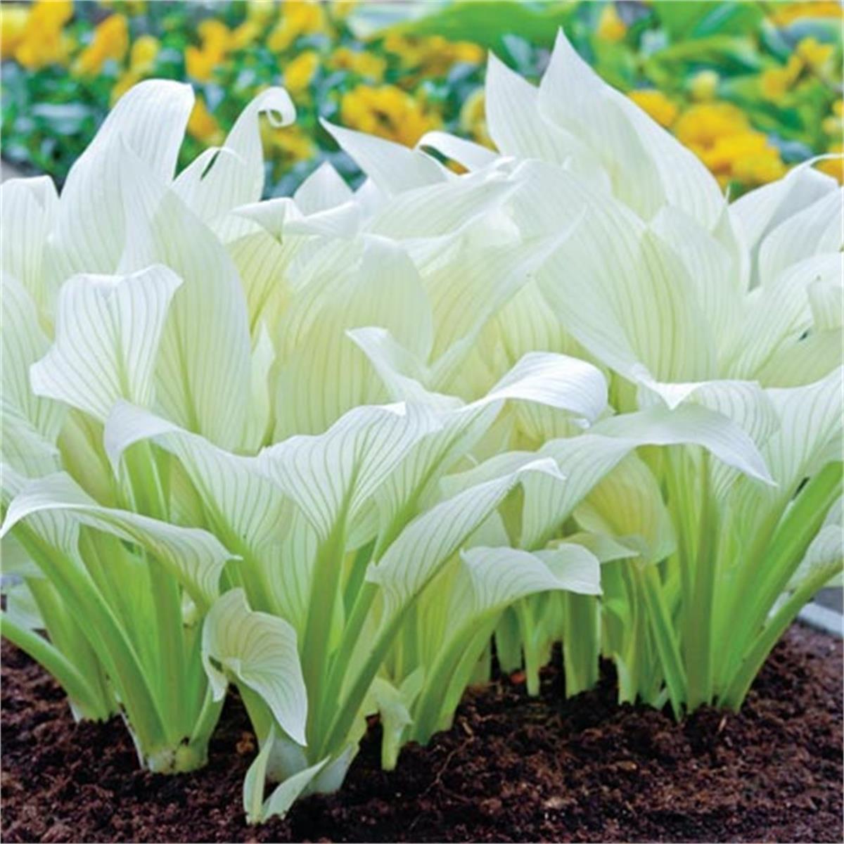 Hosta whıte Feather Beyaz Hosta fidesi