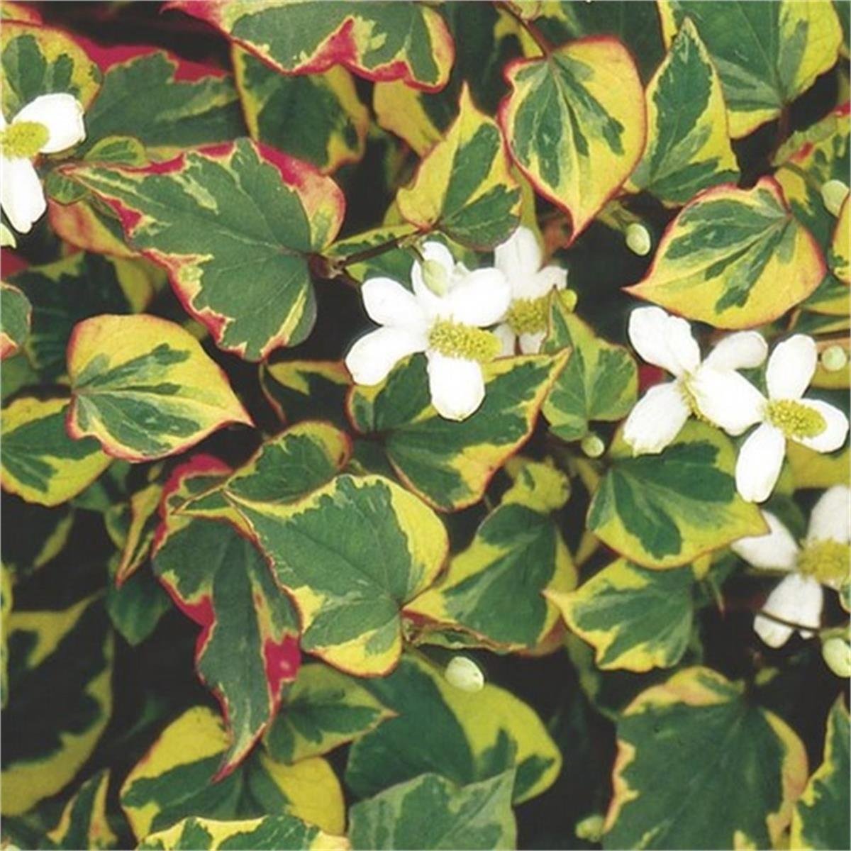 Houttuynia cordata Chameleon bukalemun otu balık nanesi fidesi