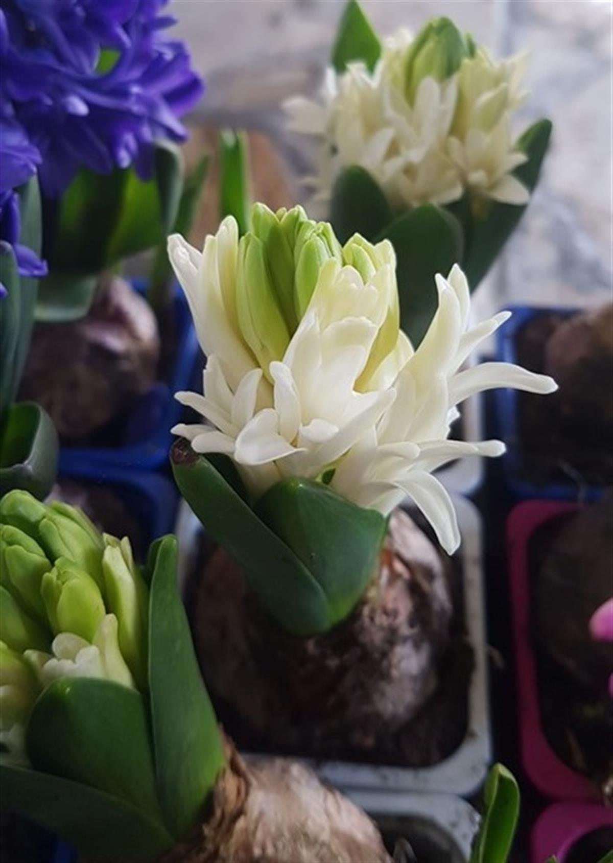 Hyacinthus orientalis Beyaz Sümbül Soğanı