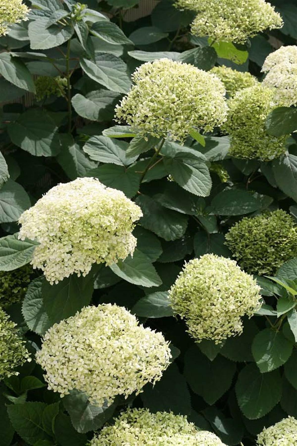 Hydrangea a. ortanca fidanı Lime Rickey
