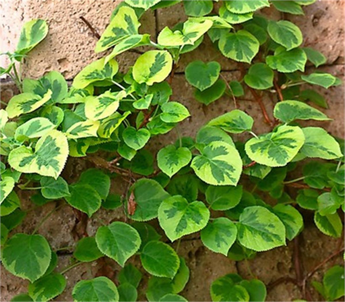 Hydrangea ano. petiolaris Miranda Alacalı sarmaşık ortanca fidanı