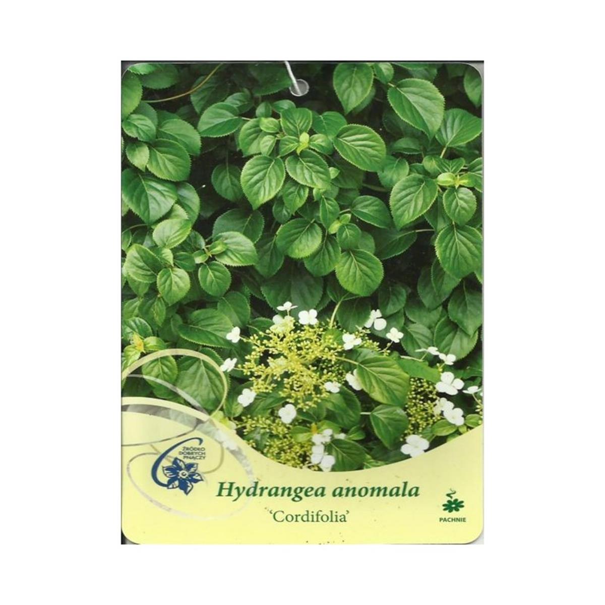 Hydrangea anomala Cordifolia sarmaşık ortanca fidanı