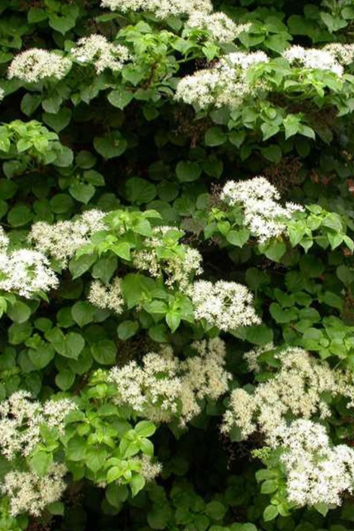 Hydrangea anomala Green Racer sarmaşık ortanca fidanı