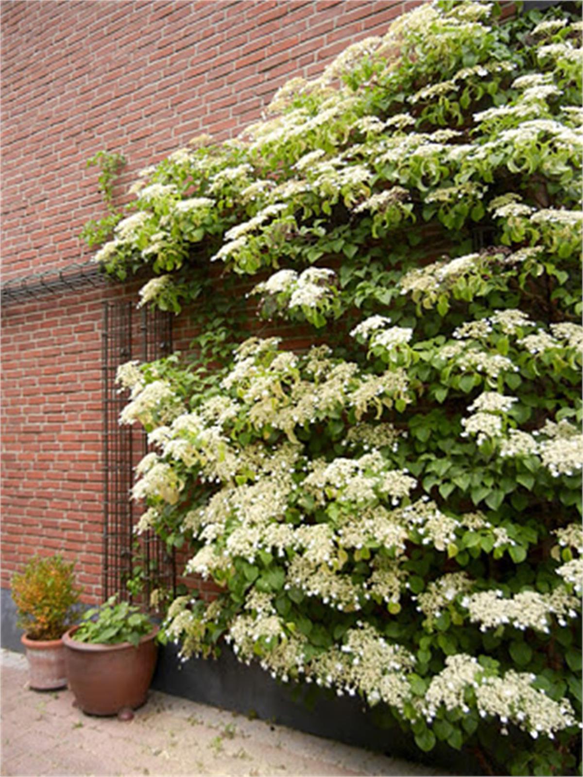 Hydrangea anomala subsp. petiolaris sarmasik ortanca fidanı
