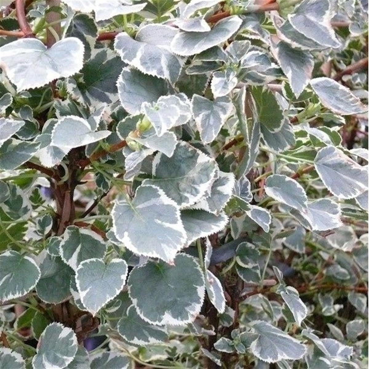 Hydrangea anomala take a chance sarmaşık ortanca fidanı