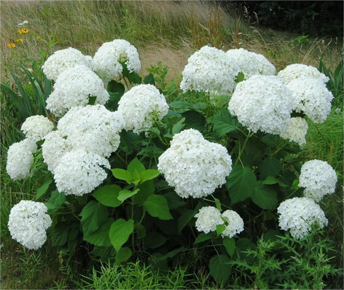 Hydrangea arborescens Hills of Snow ortanca fidanı