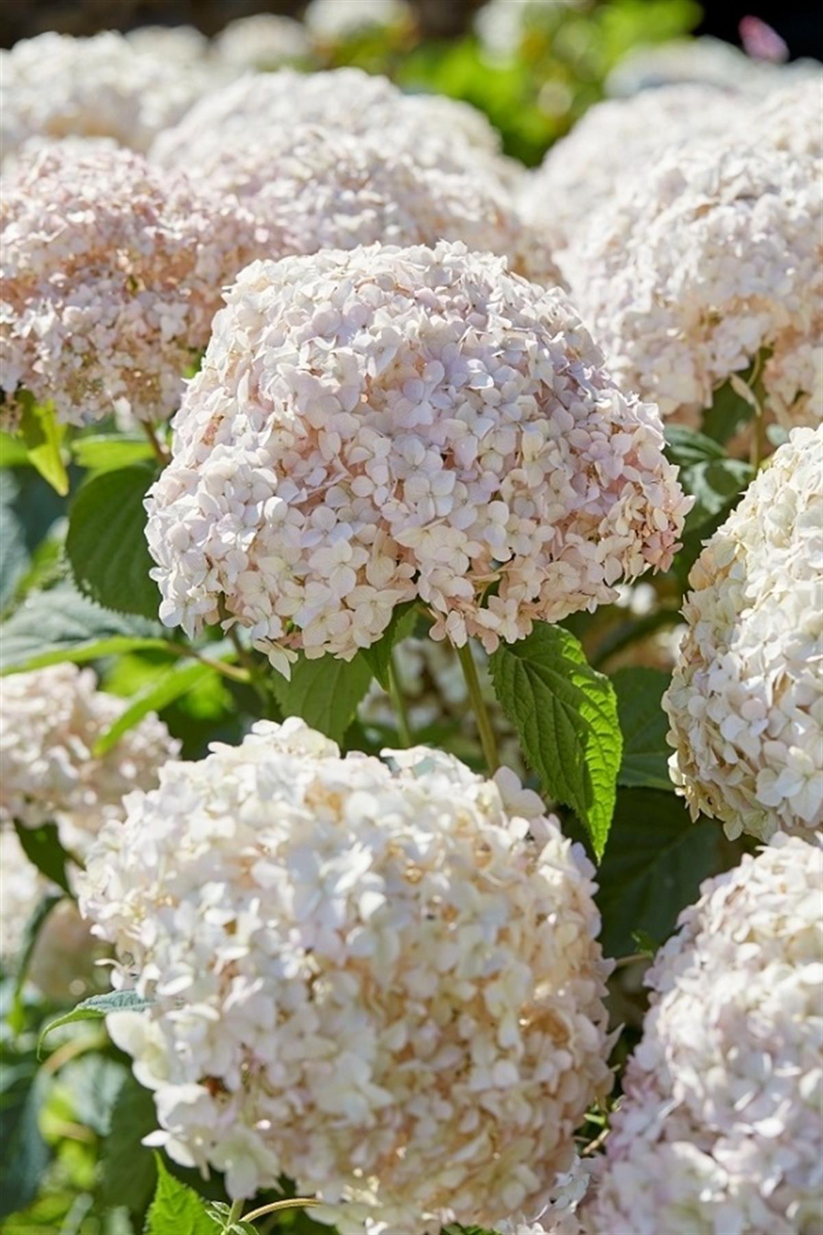 Hydrangea arborescens Marshmallow Candy Bell