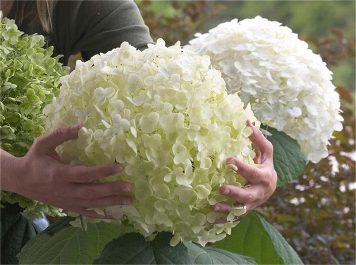 Hydrangea arborescens Strong Annabelle ortanca fidanı
