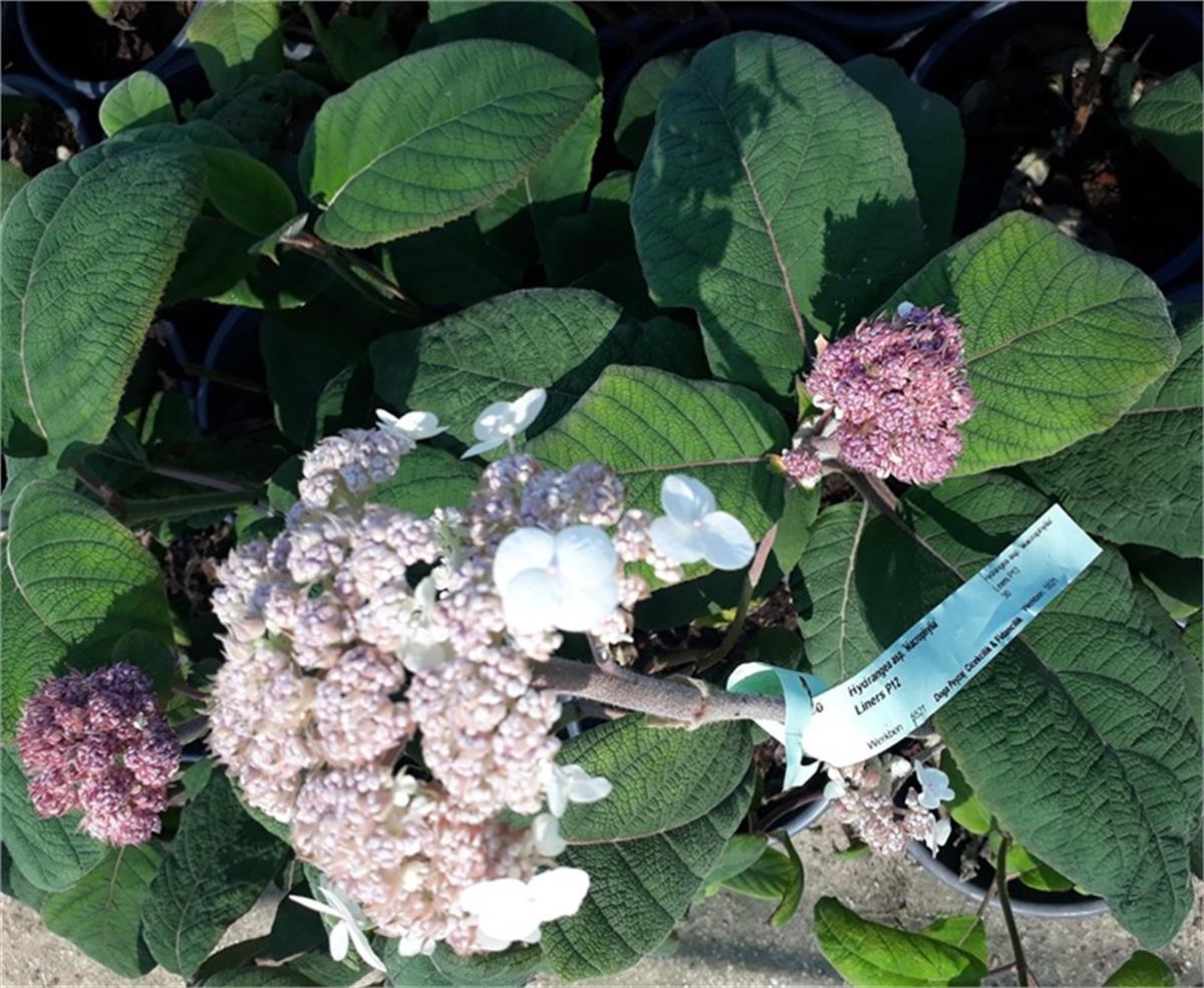 Hydrangea aspera Macrophylla Çin ortancası fidanı