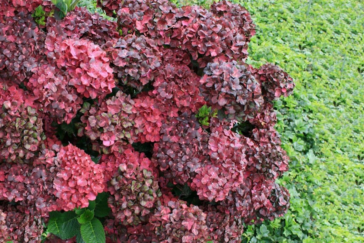 Hydrangea macrophylla Chocolate ever belles - 0-20 cm