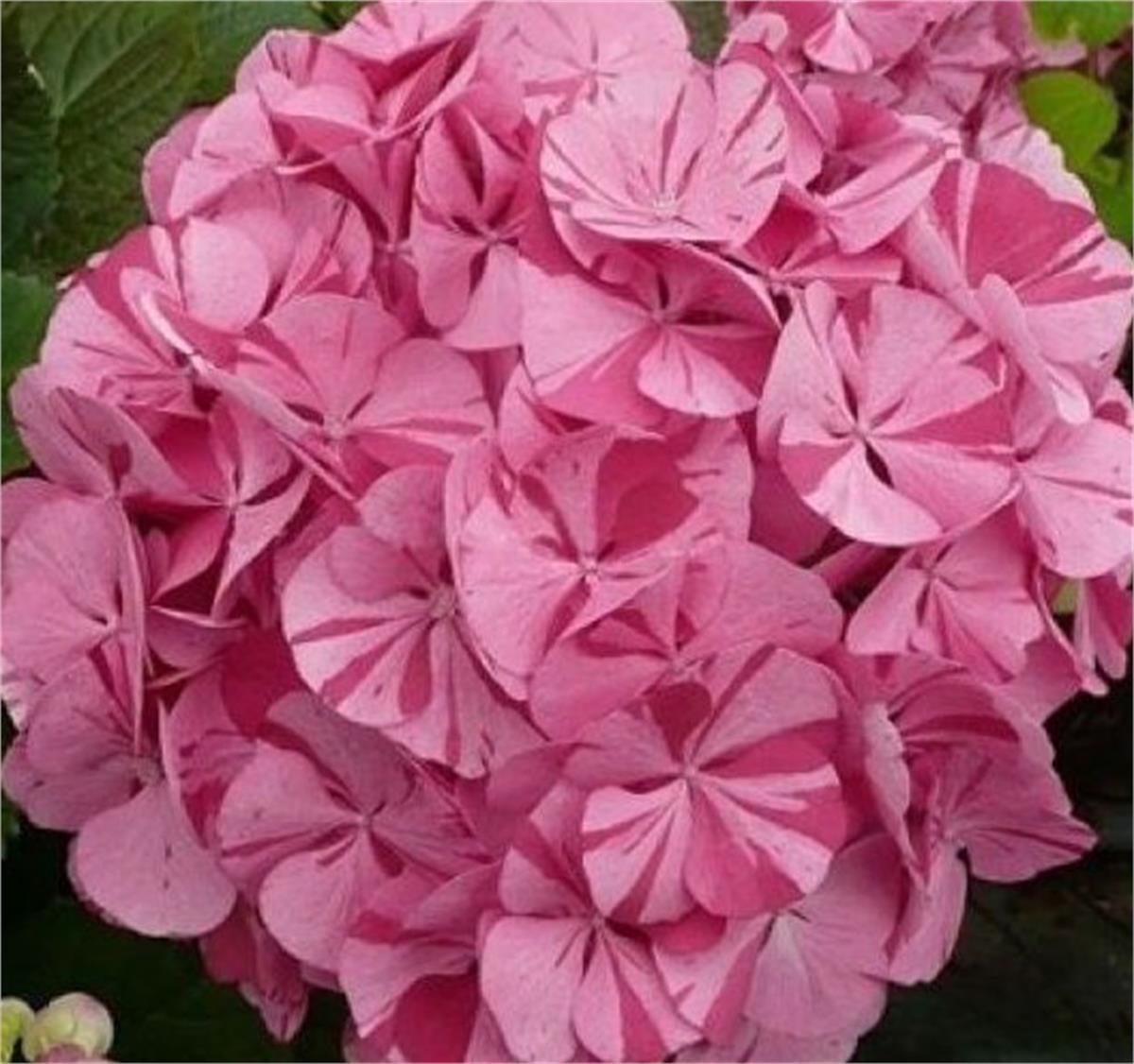 Hydrangea macrophylla Dancing Angel ebruli ortanca fidanı