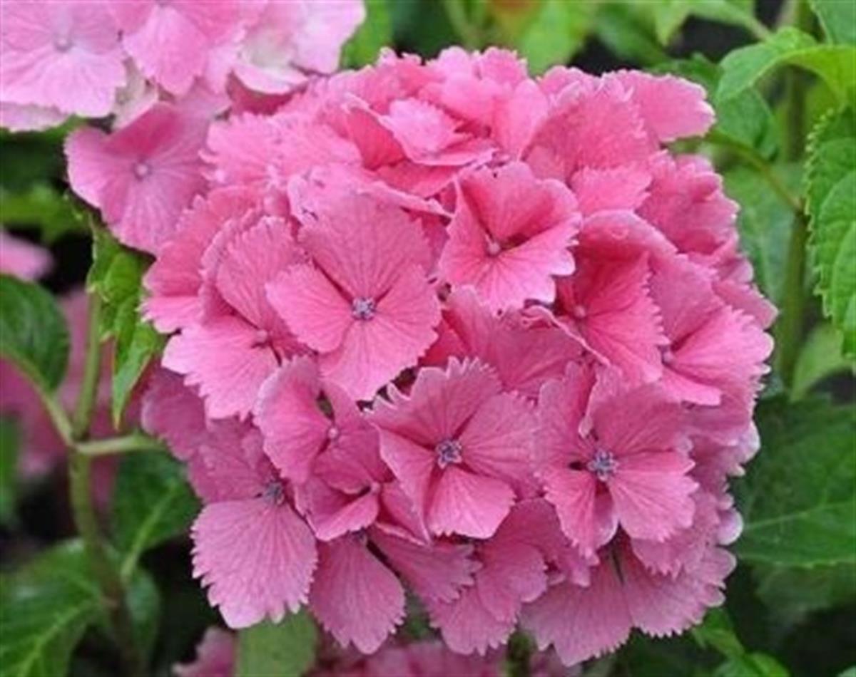 Hydrangea macrophylla dolce farfalle ortanca fidan