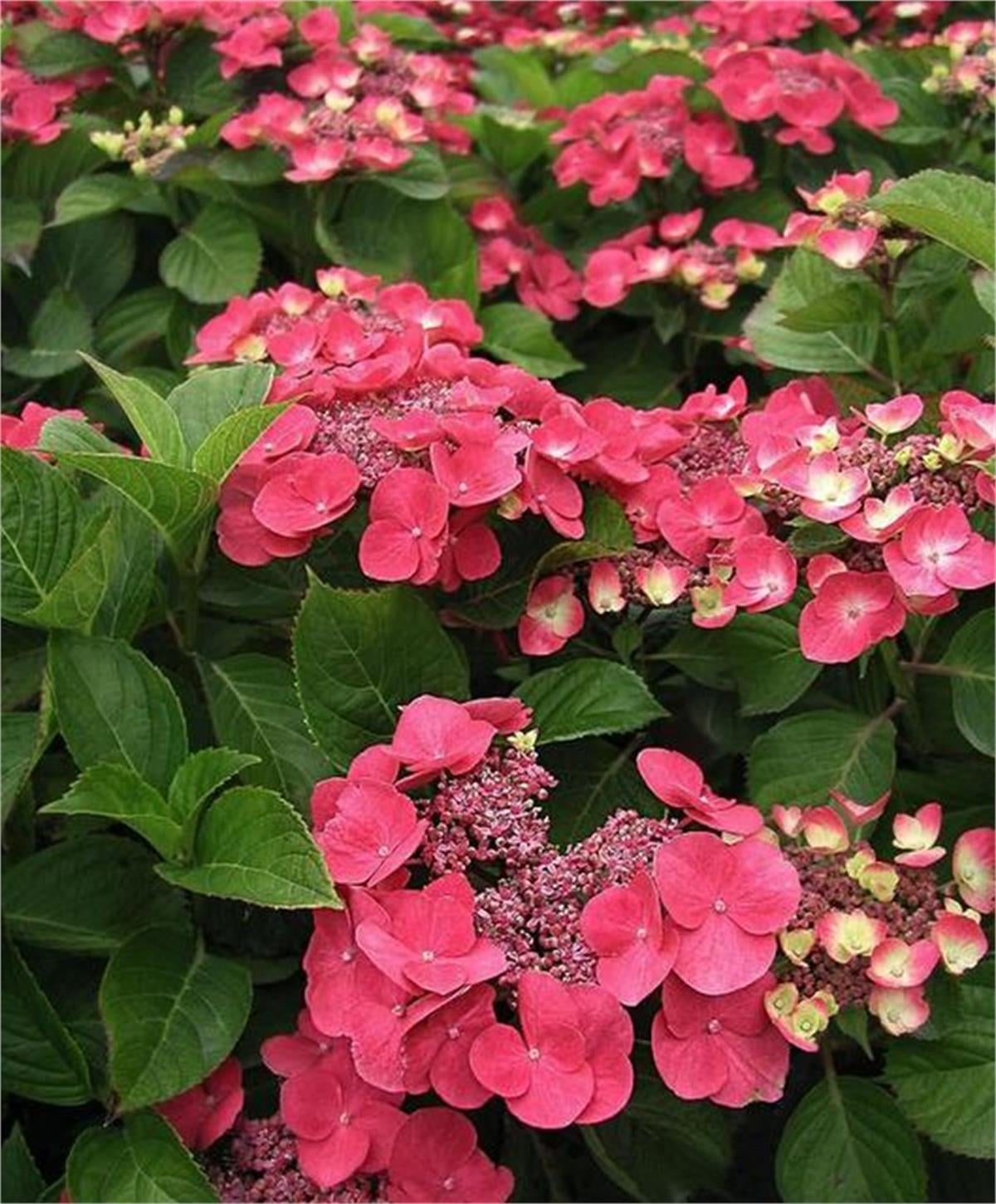 Hydrangea macrophylla Dolce fragola dolfrag ortanca fidanı