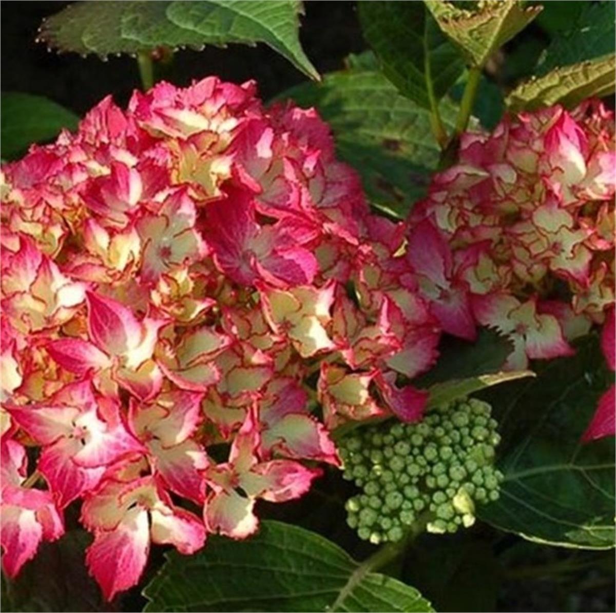 Hydrangea macrophylla Dutch ladies Selma ortanca fidanı