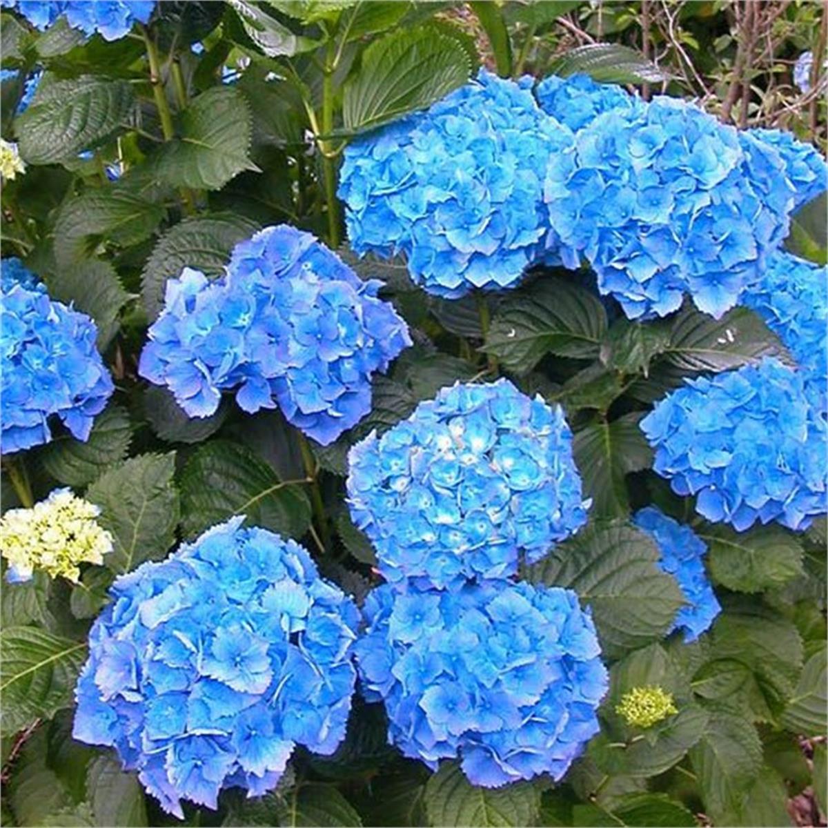 Hydrangea macrophylla Hamburg ortanca fidanı