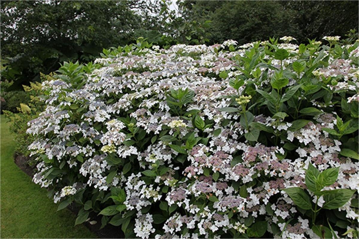 Hydrangea macrophylla Lanarth white ortanca fidanı