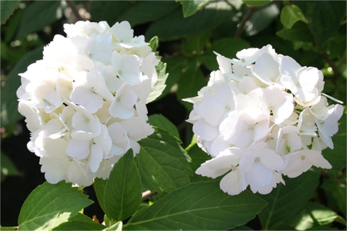 Hydrangea macrophylla Mme Emile Mouillere Beyaz Ortanca fidanı
