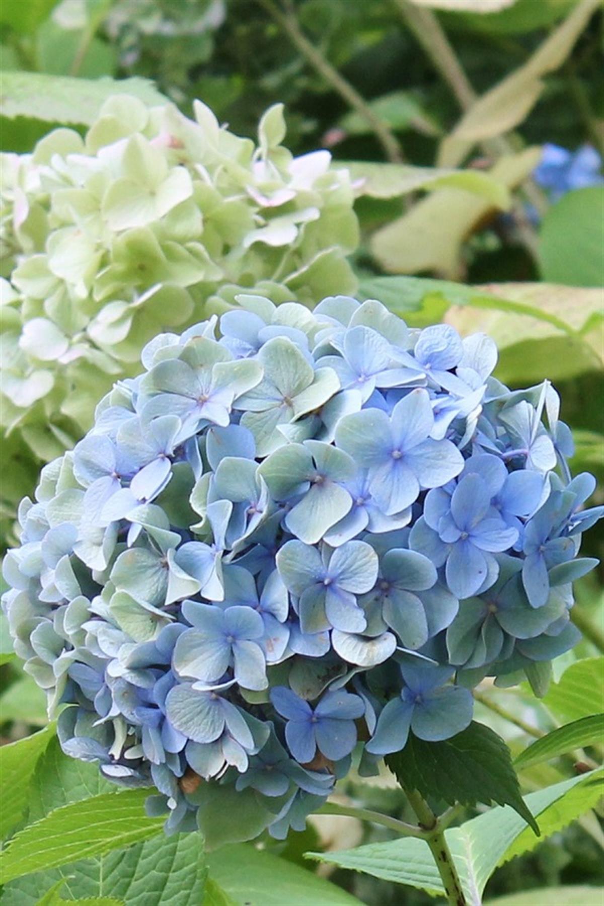 Hydrangea macrophylla ortanca fidanı Bodensee