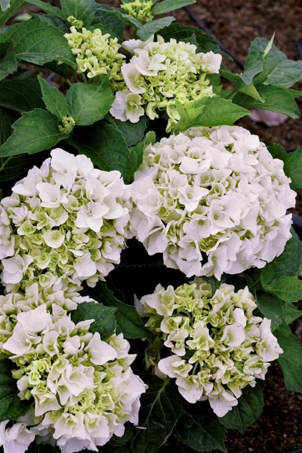 Hydrangea macrophylla ortanca fidanı Immaculata