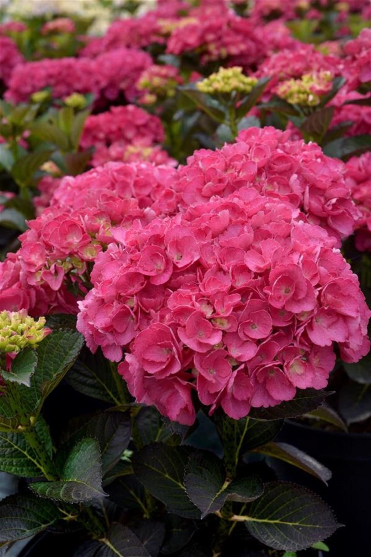 Hydrangea macrophylla ortanca fidanı Julisa