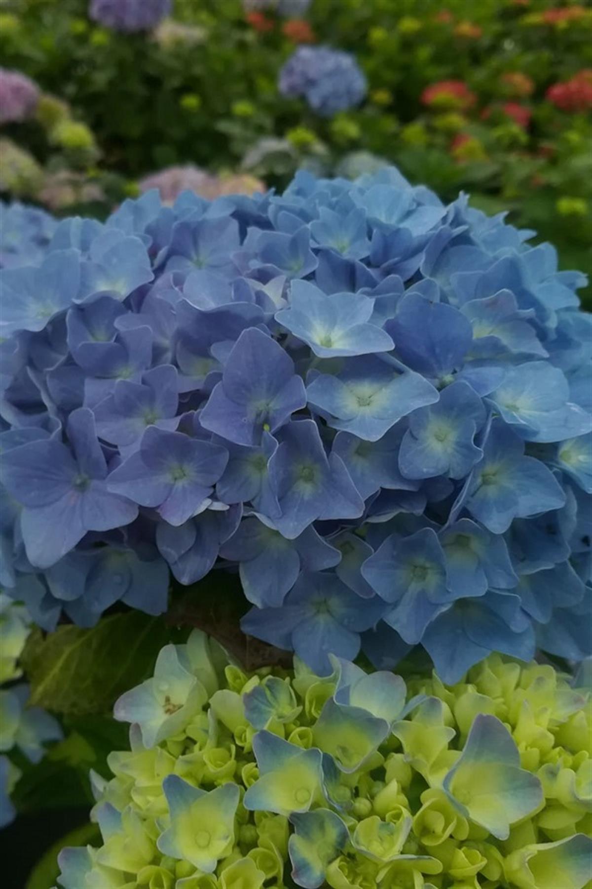 Hydrangea macrophylla ortanca fidanı Kuhnert