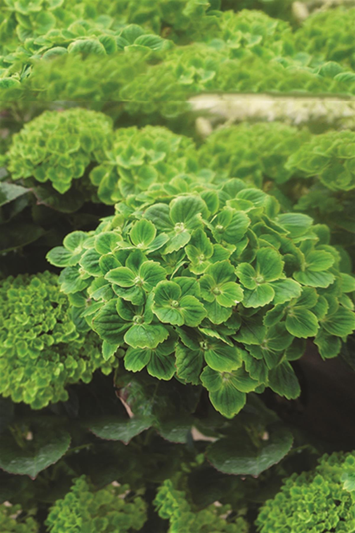 Hydrangea macrophylla ortanca fidanı Magical Green Cloud