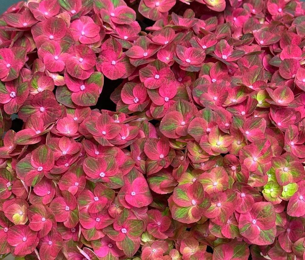 Hydrangea macrophylla ortanca fidanı Magical Fire®