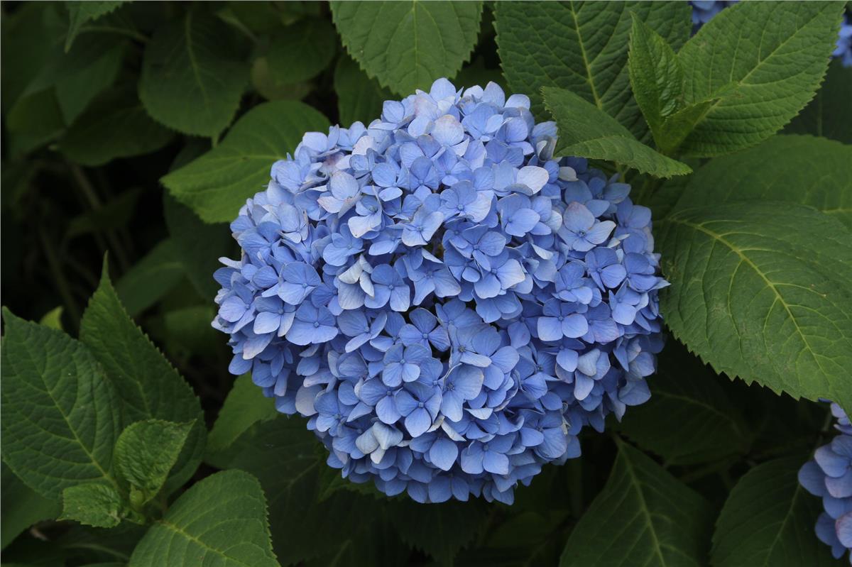 Hydrangea macrophylla ortanca fidanı - Nikko Blue