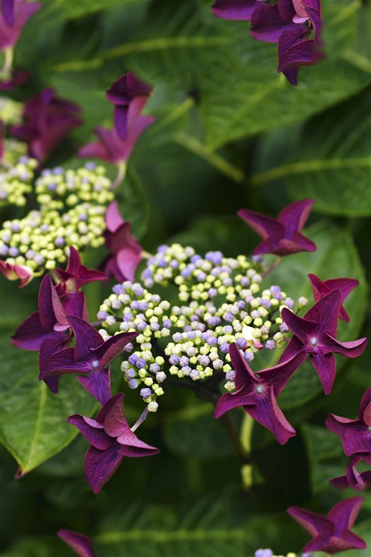 Hydrangea macrophylla ortanca fidanı Rotschwanz