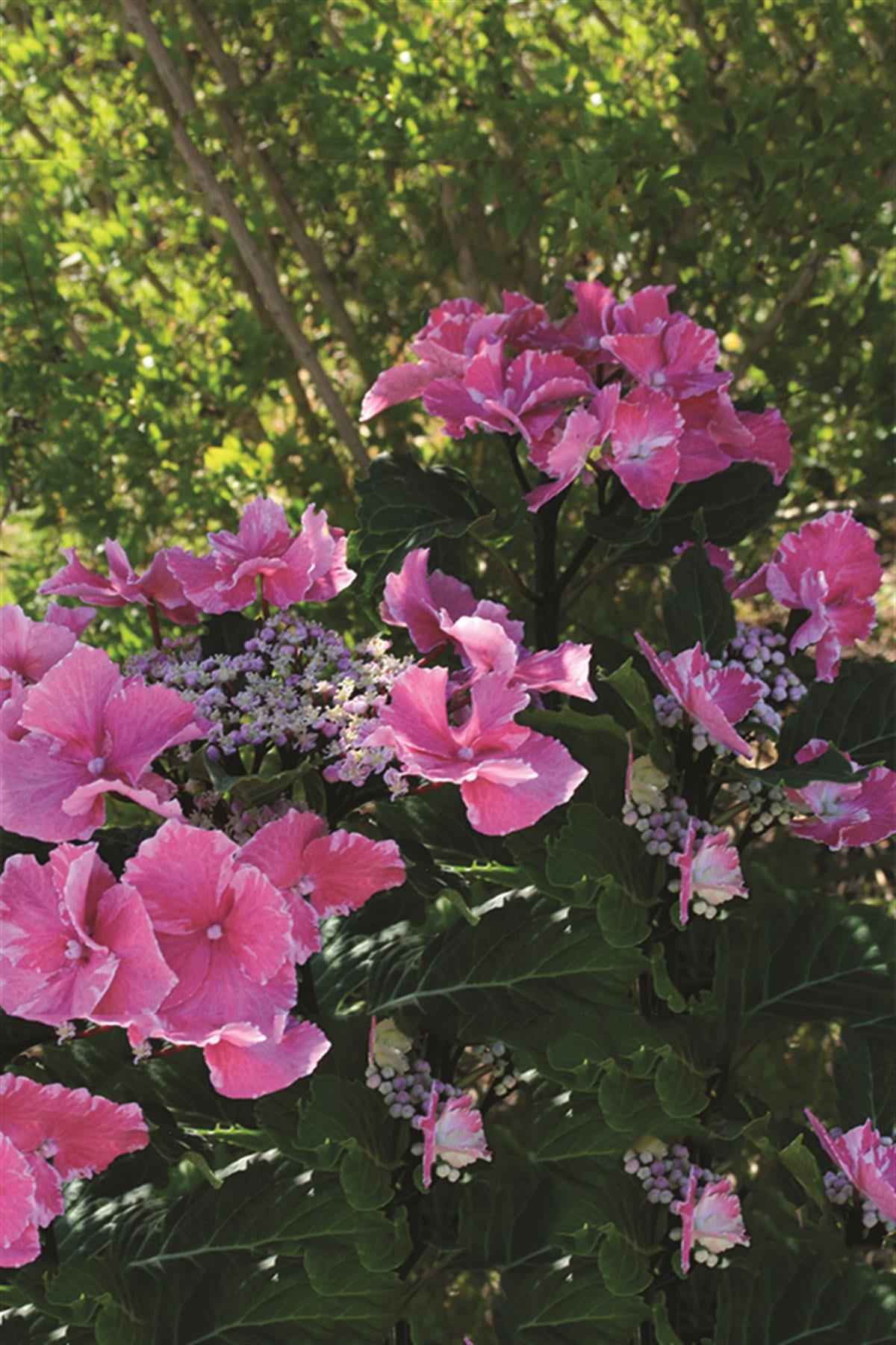 Hydrangea macrophylla ortanca fidanı So long Ayat