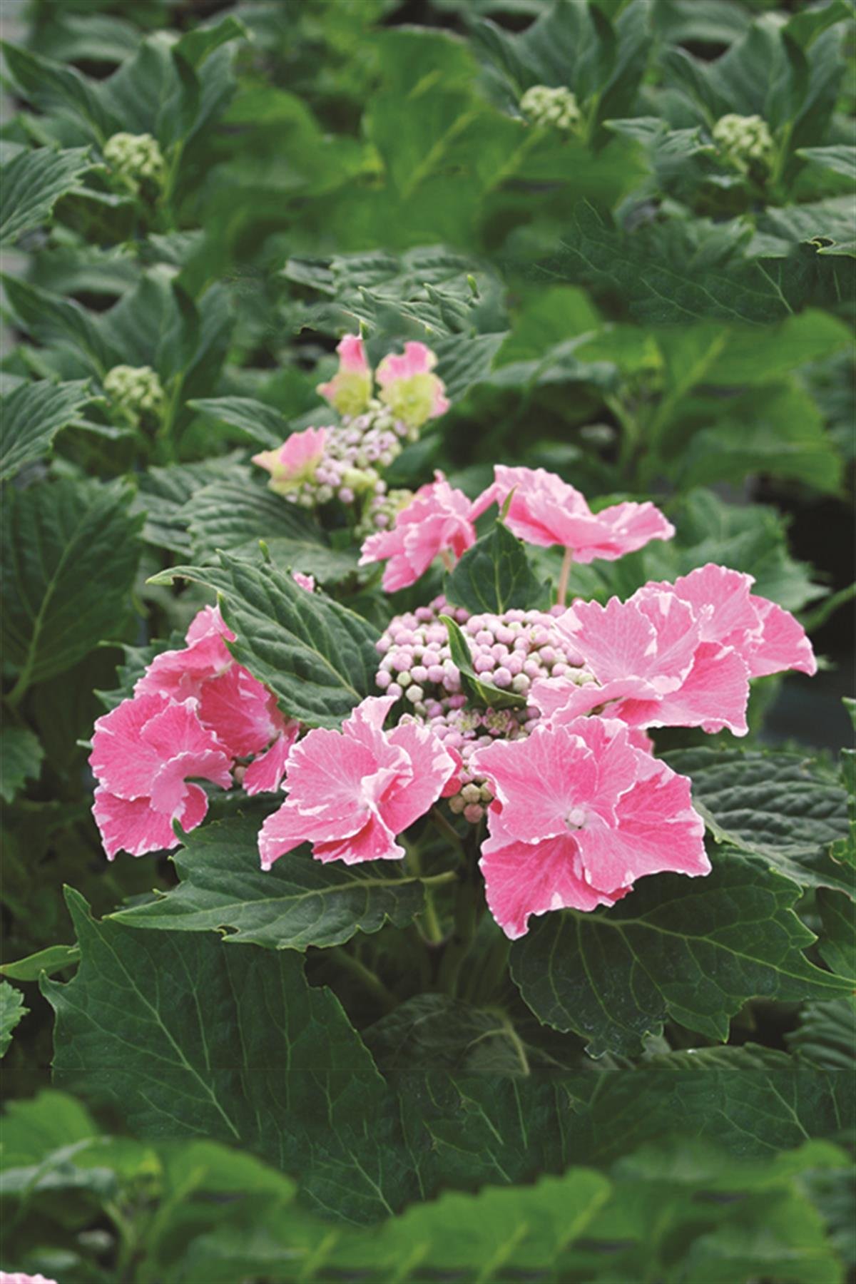 Hydrangea macrophylla ortanca fidanı So Long Starlit