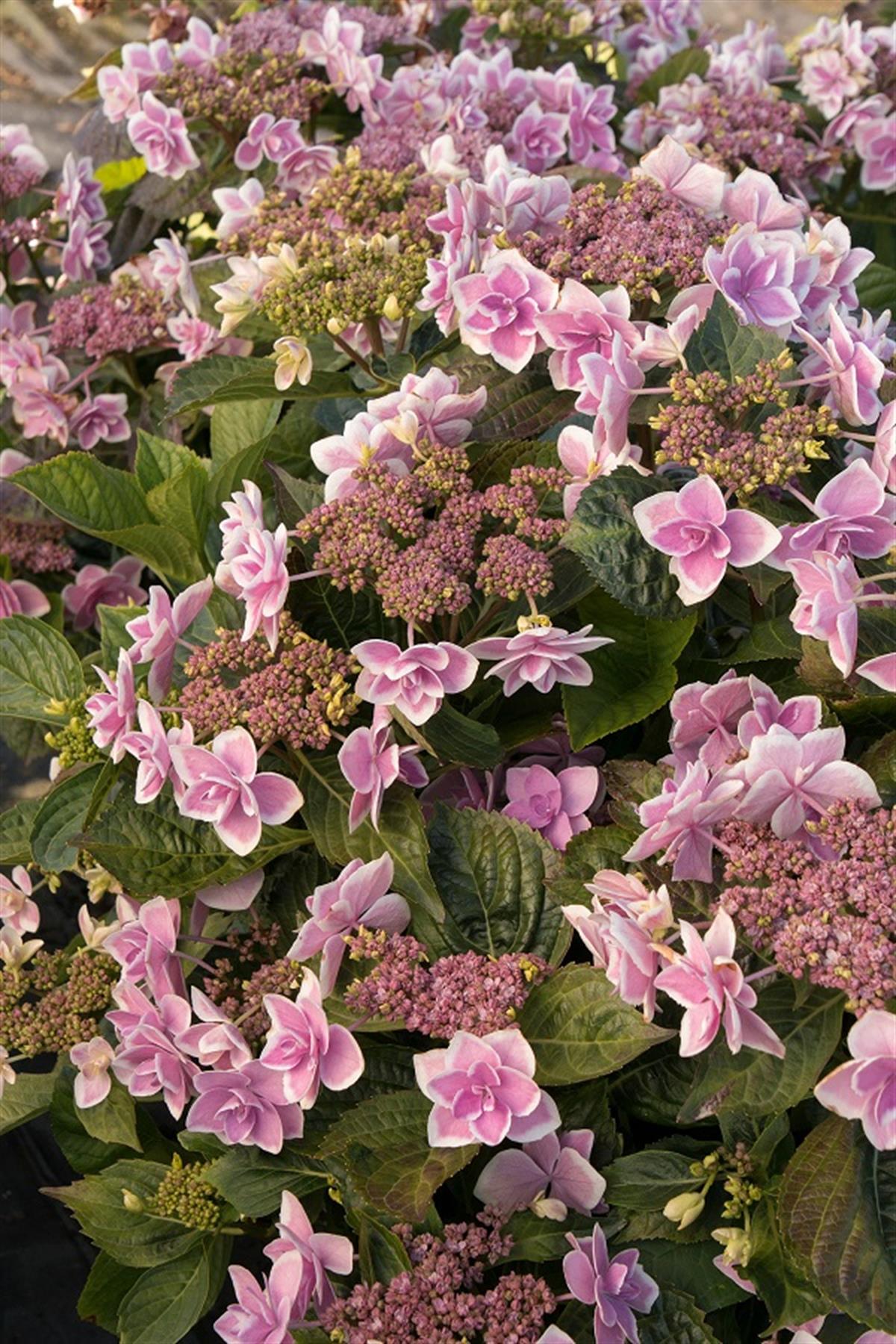 Hydrangea macrophylla ortanca fidanı Stargazer