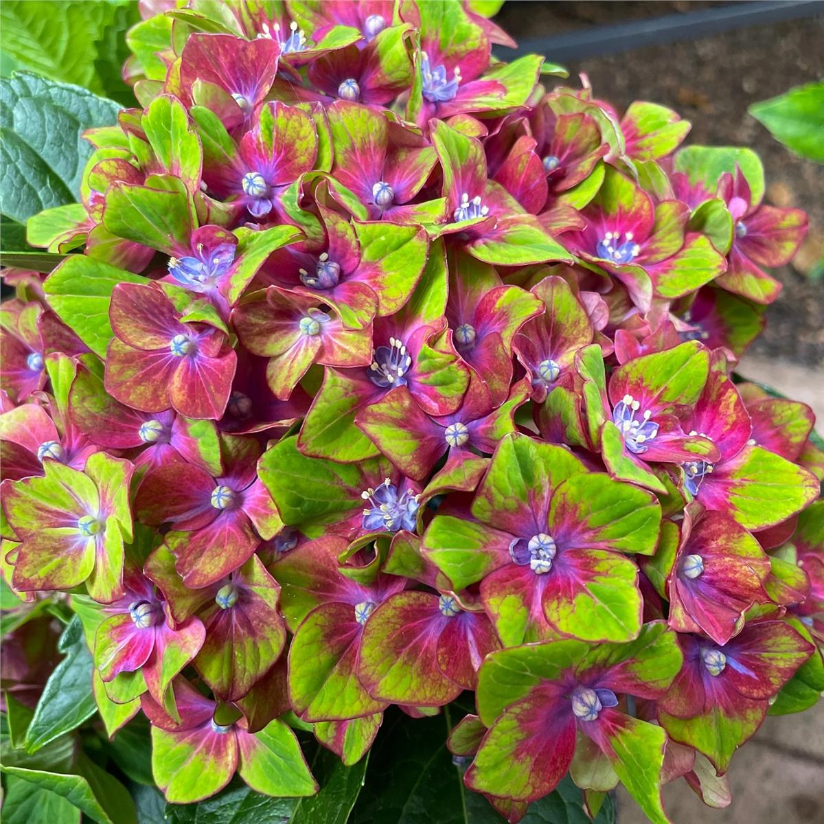 Hydrangea macrophylla ortanca fidanı - Saxon® Schloss Wackerbarth