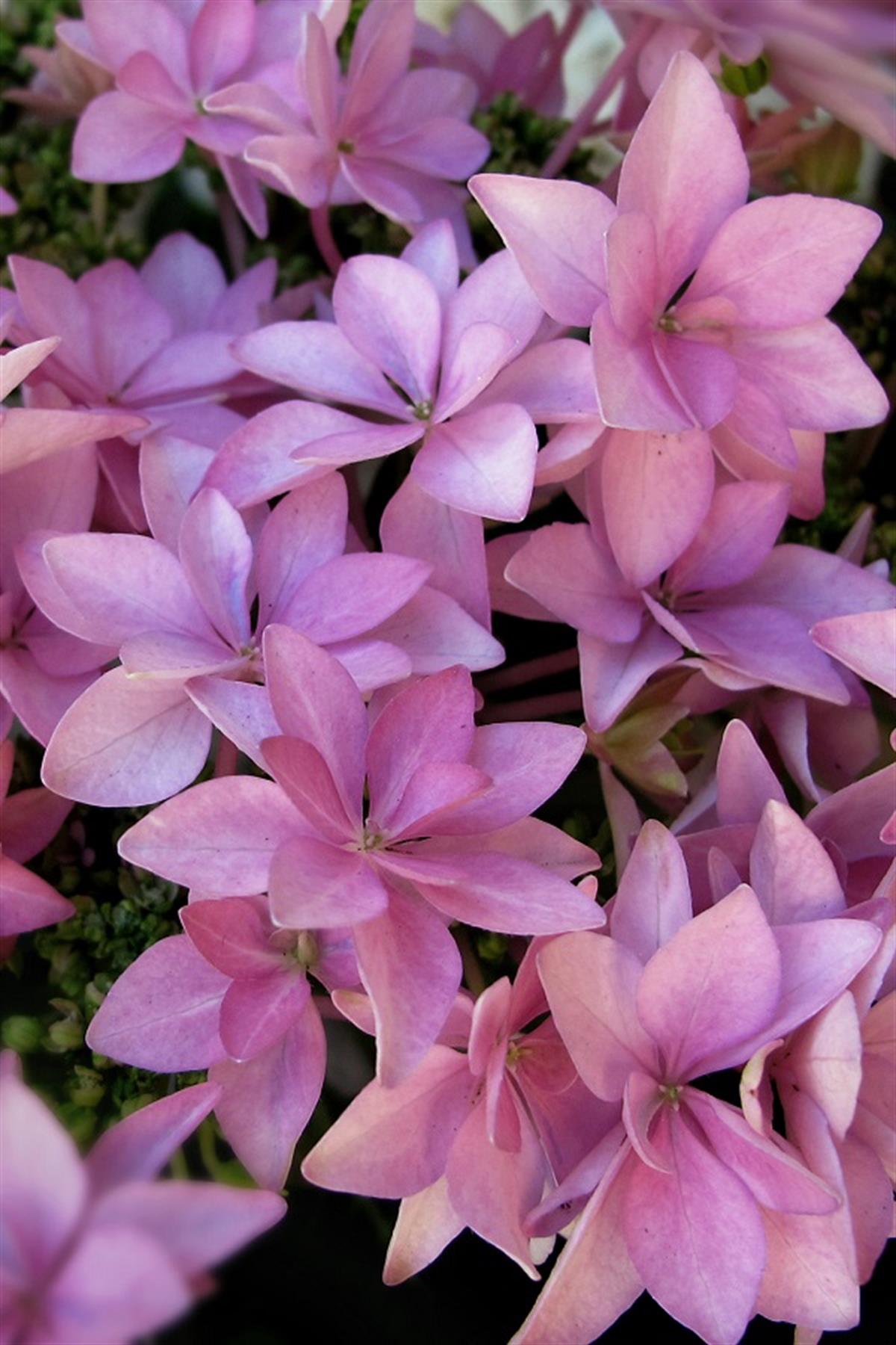 Hydrangea macrophylla ortanca fidanı You&Me Romance