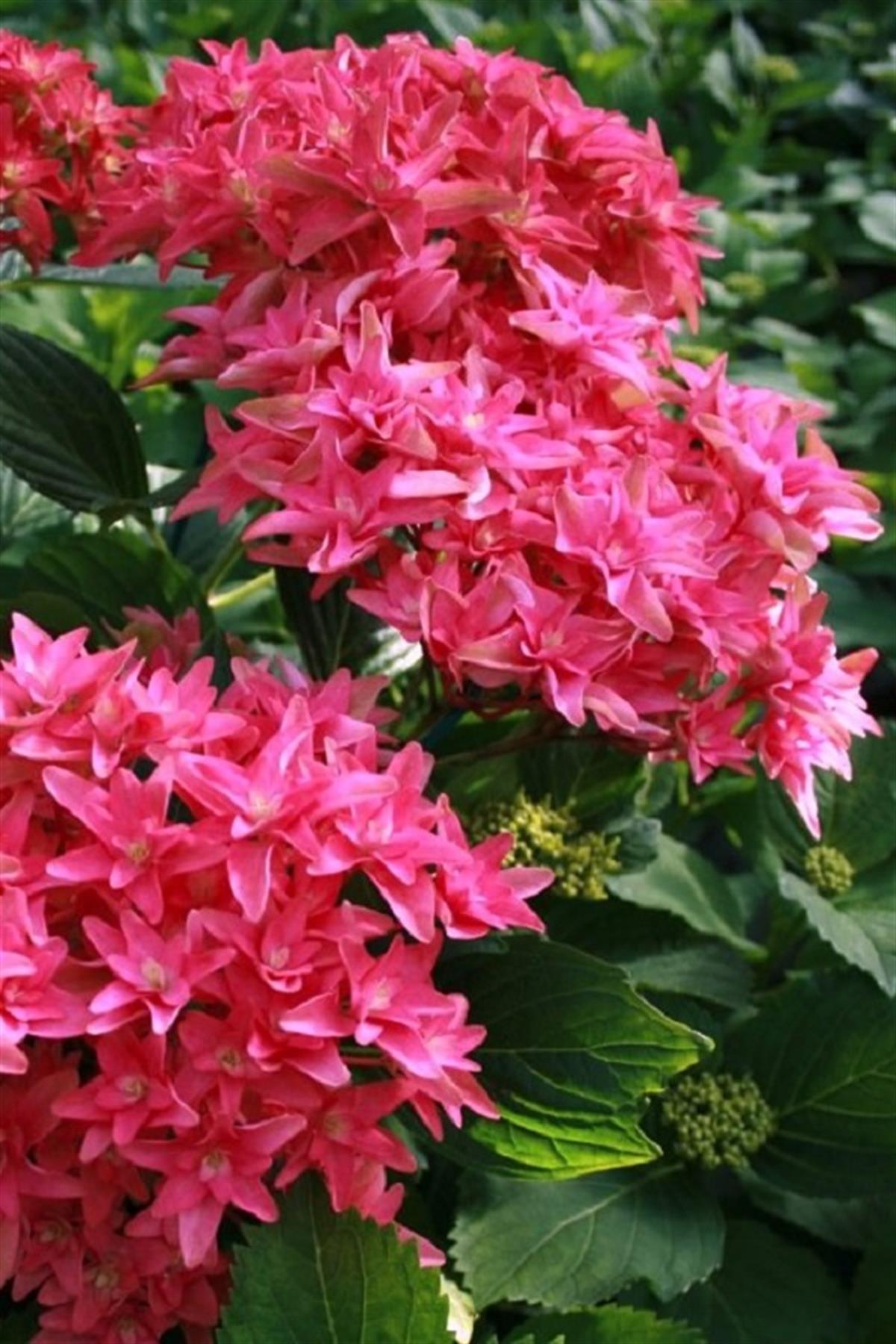 Hydrangea macrophylla ortanca fidanı You&Me Princess Diana