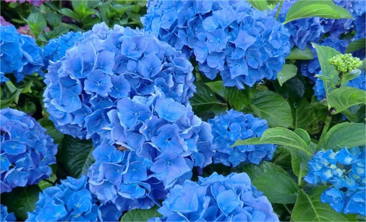 Hydrangea macrophylla Renate Steiniger mavi ortanca fidanı