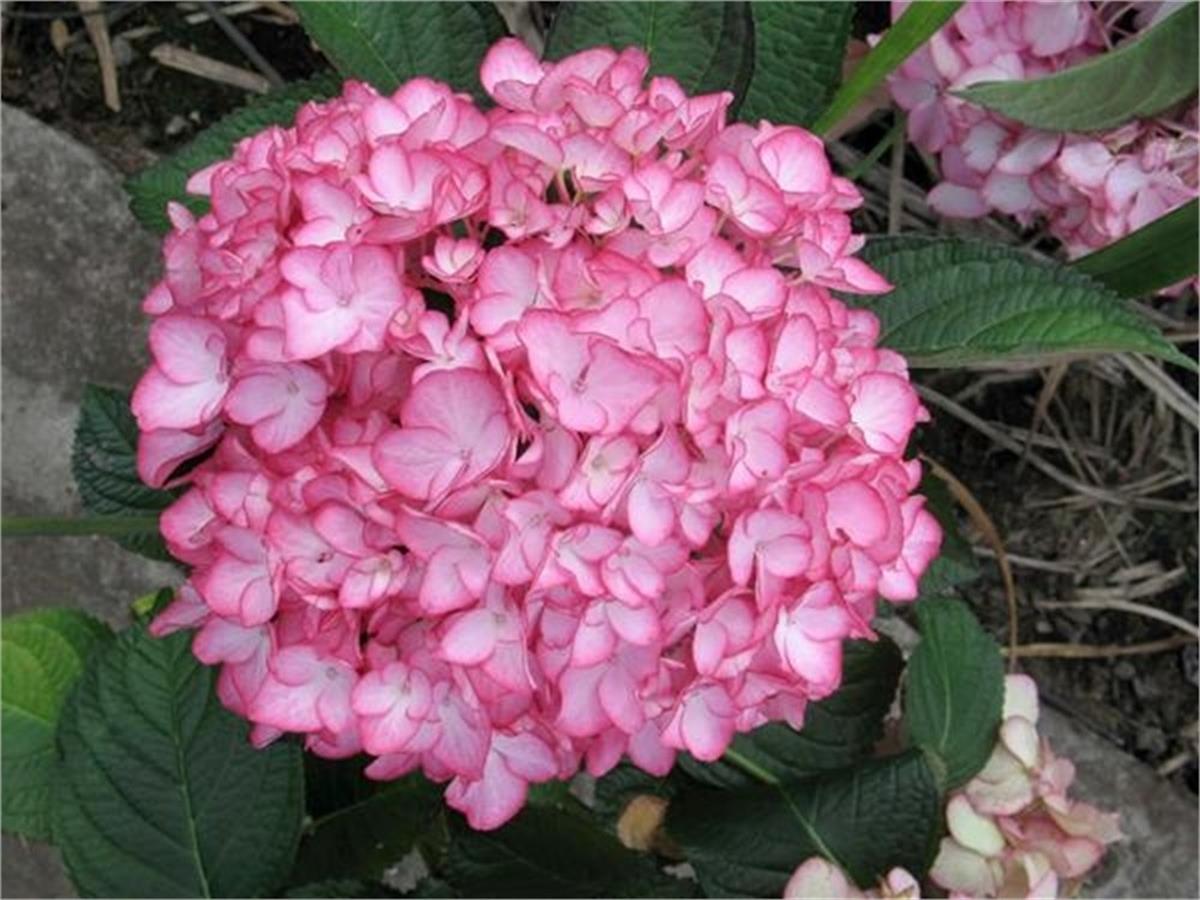 Hydrangea macrophylla Salsa ortanca fidanı
