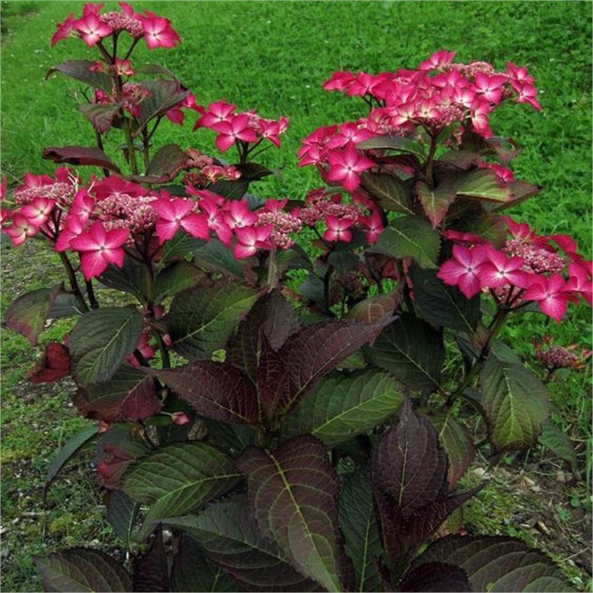 Hydrangea macrophylla Selina Bordo yapraklı ortanca fidanı