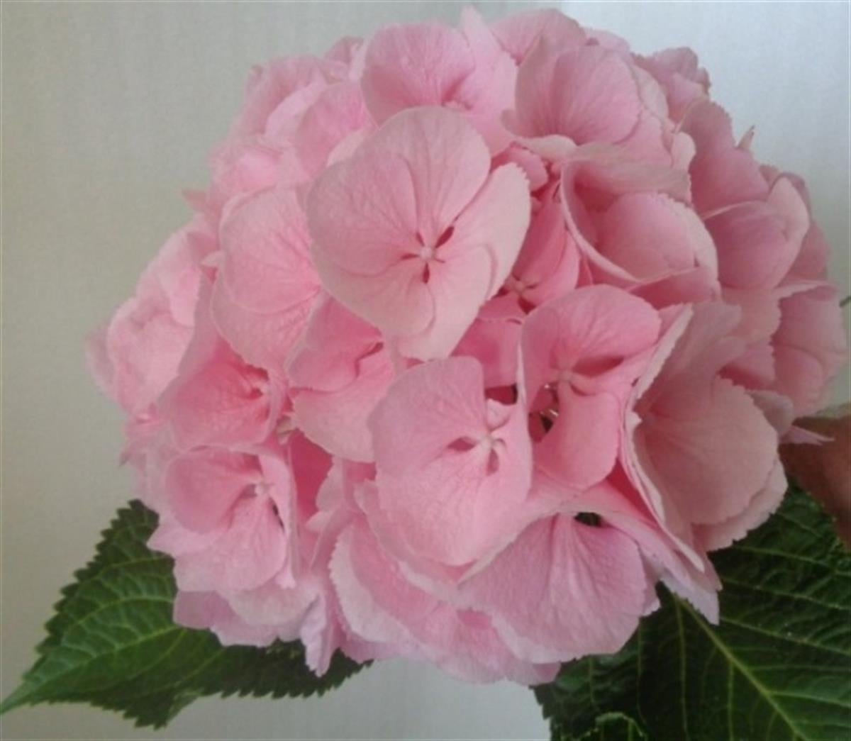 Hydrangea macrophylla sweet seduction ortanca fidanı