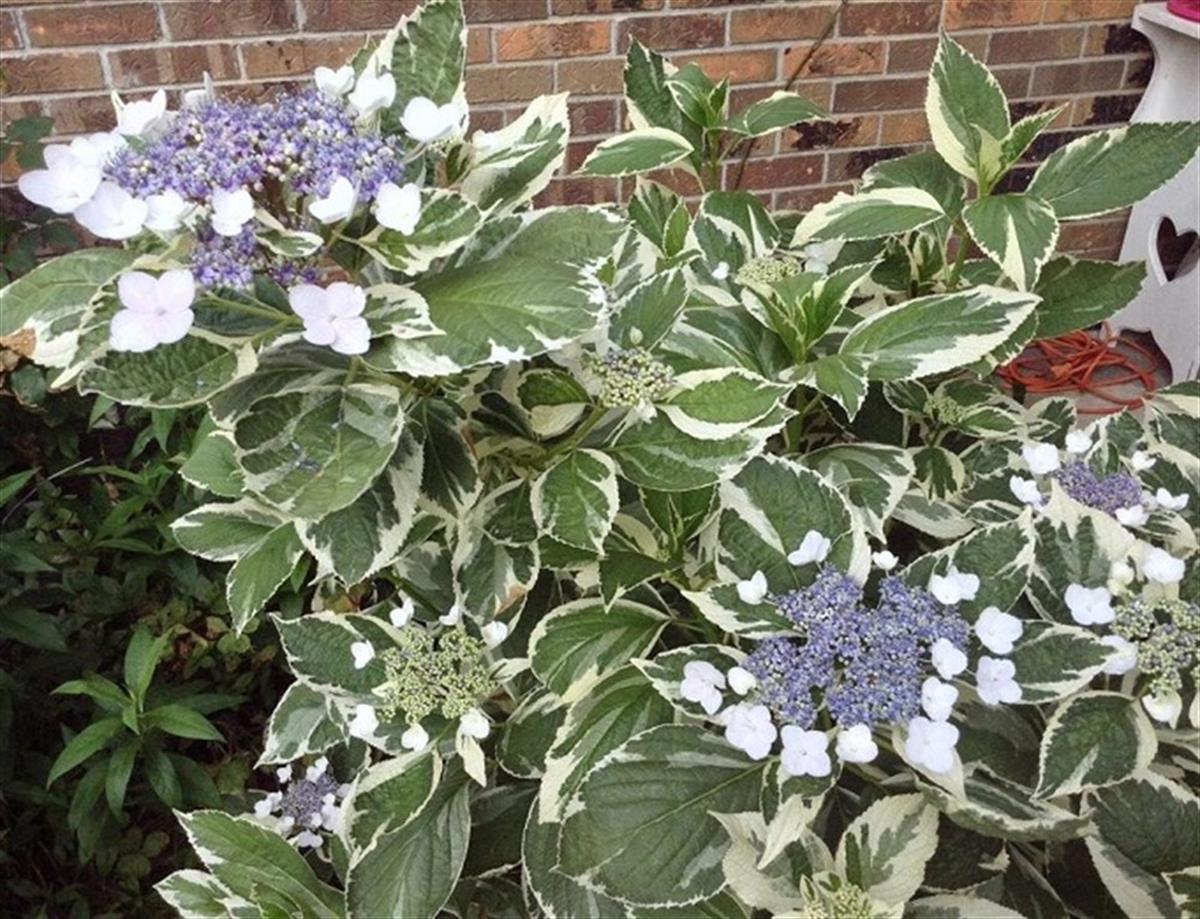 Hydrangea macrophylla variegata alaca yapraklı ortanca fidanı