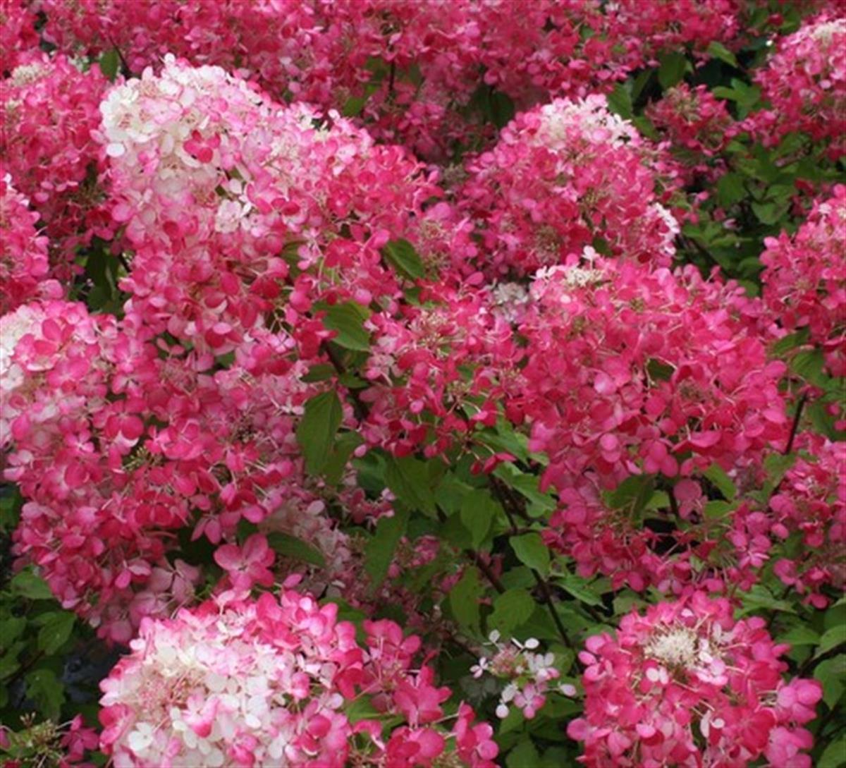Hydrangea paniculata Diamand Rouge Ortanca fidanı
