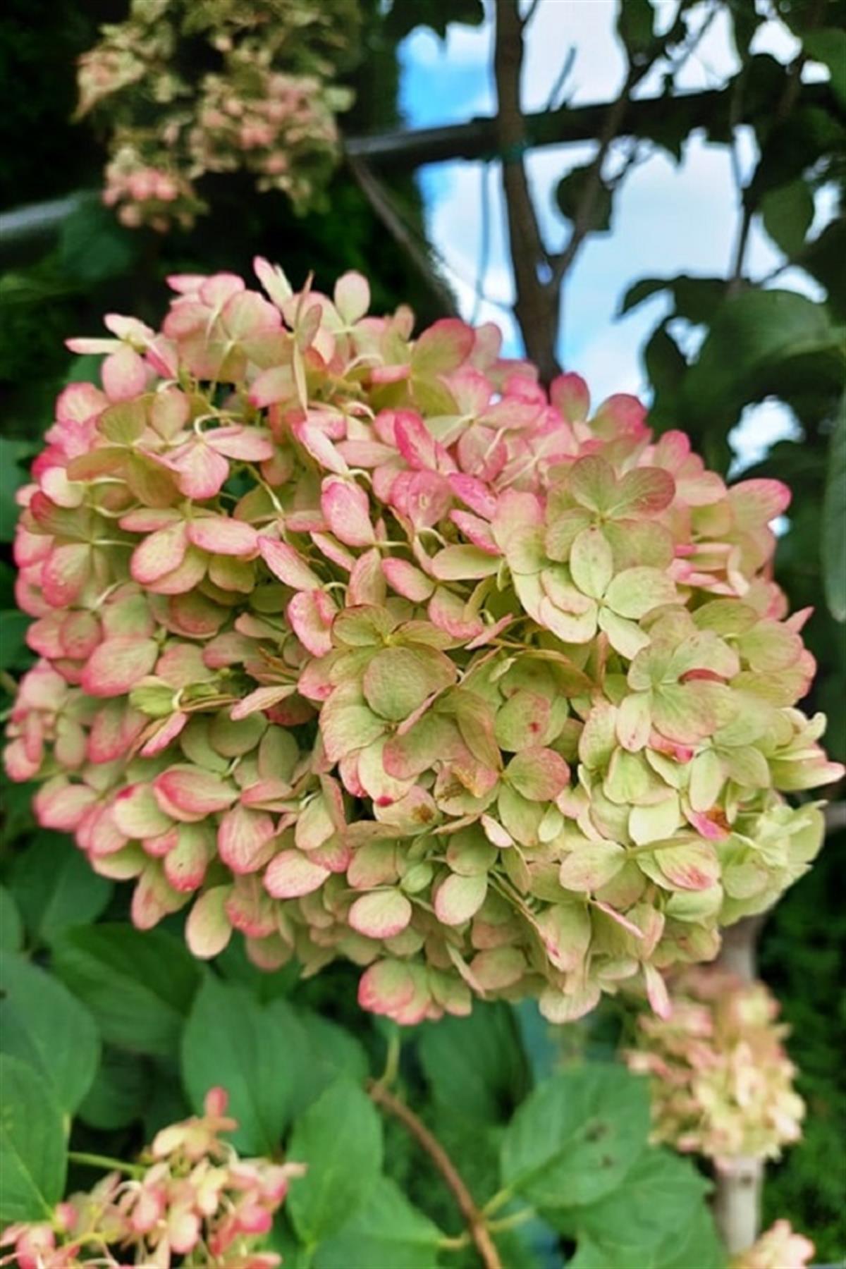 Hydrangea paniculata ortanca fidanı Graffiti