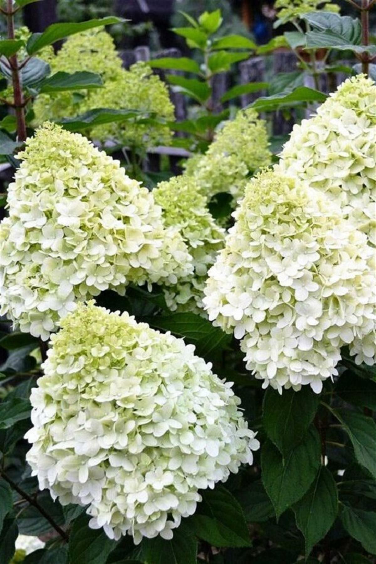 Hydrangea paniculata ortanca fidanı Hercules