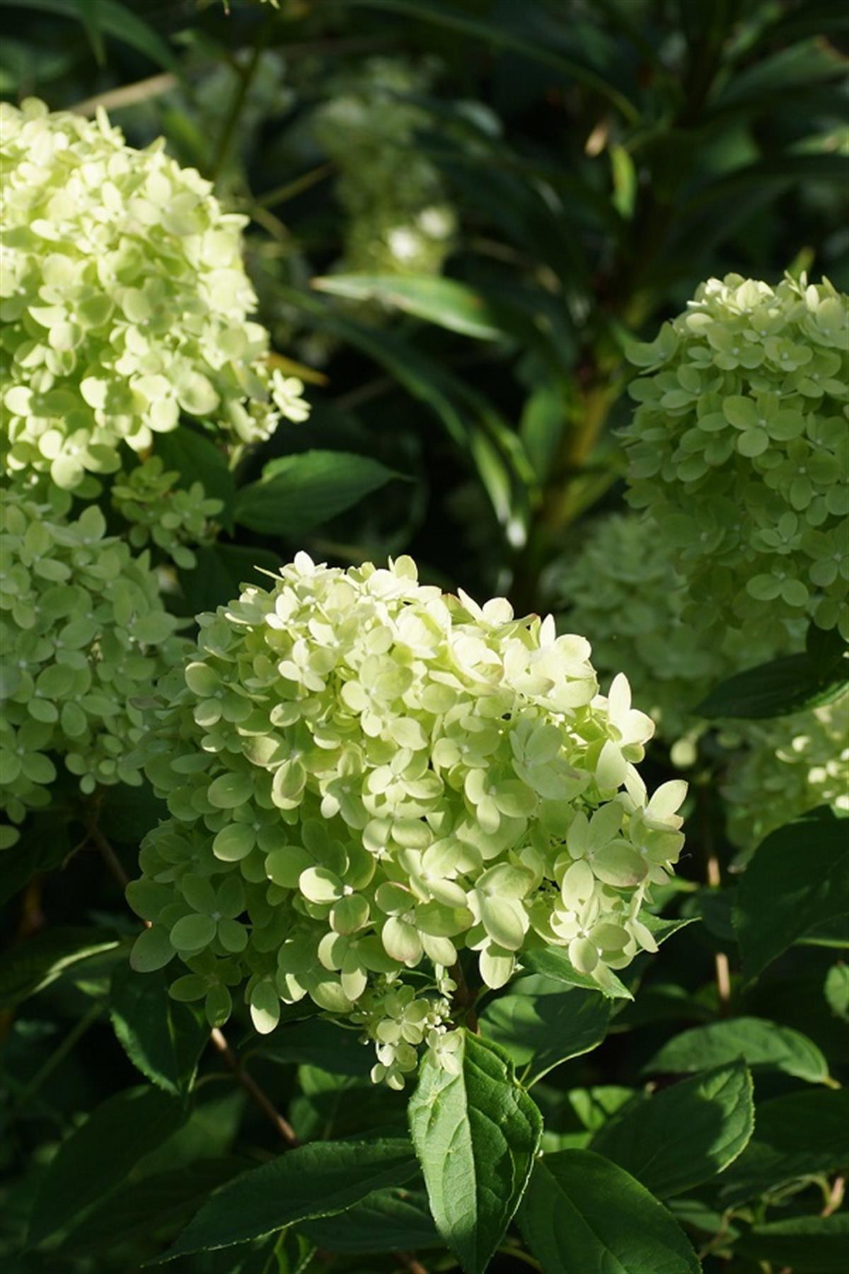 Hydrangea paniculata ortanca fidanı Little Lime